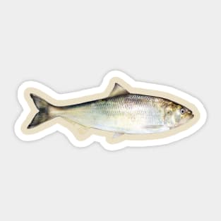 American Shad Sticker